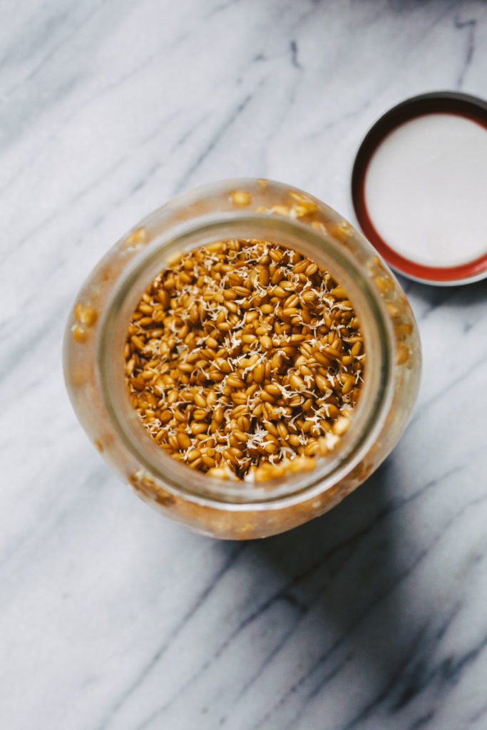 Sprouted wheat berries in glass jar