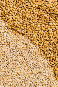 A swirl of pot hulled and pot barley close up to show the difference.
