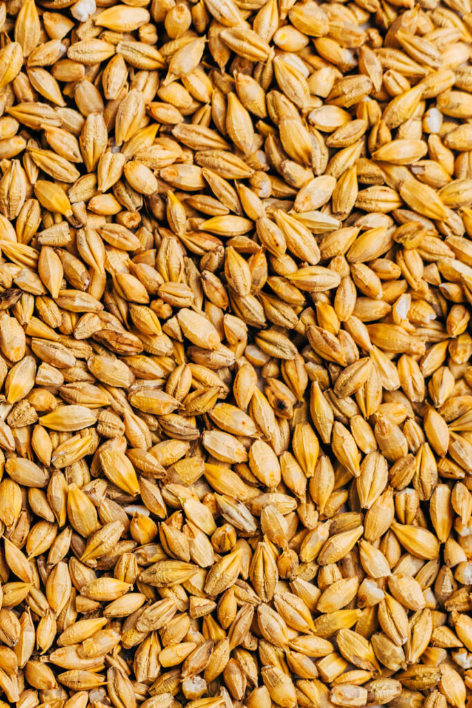 Close up image showing the look and texture of pot barley.