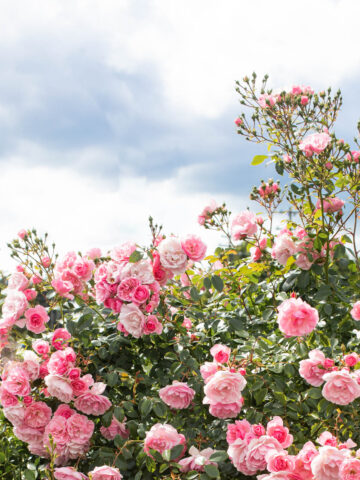 Pink rose bush against a blue sky