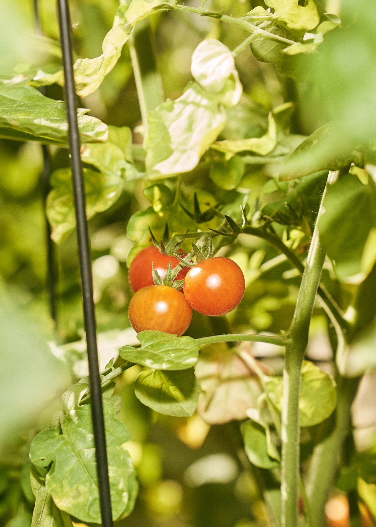 Cherry tomatoes on the vine in a garden.