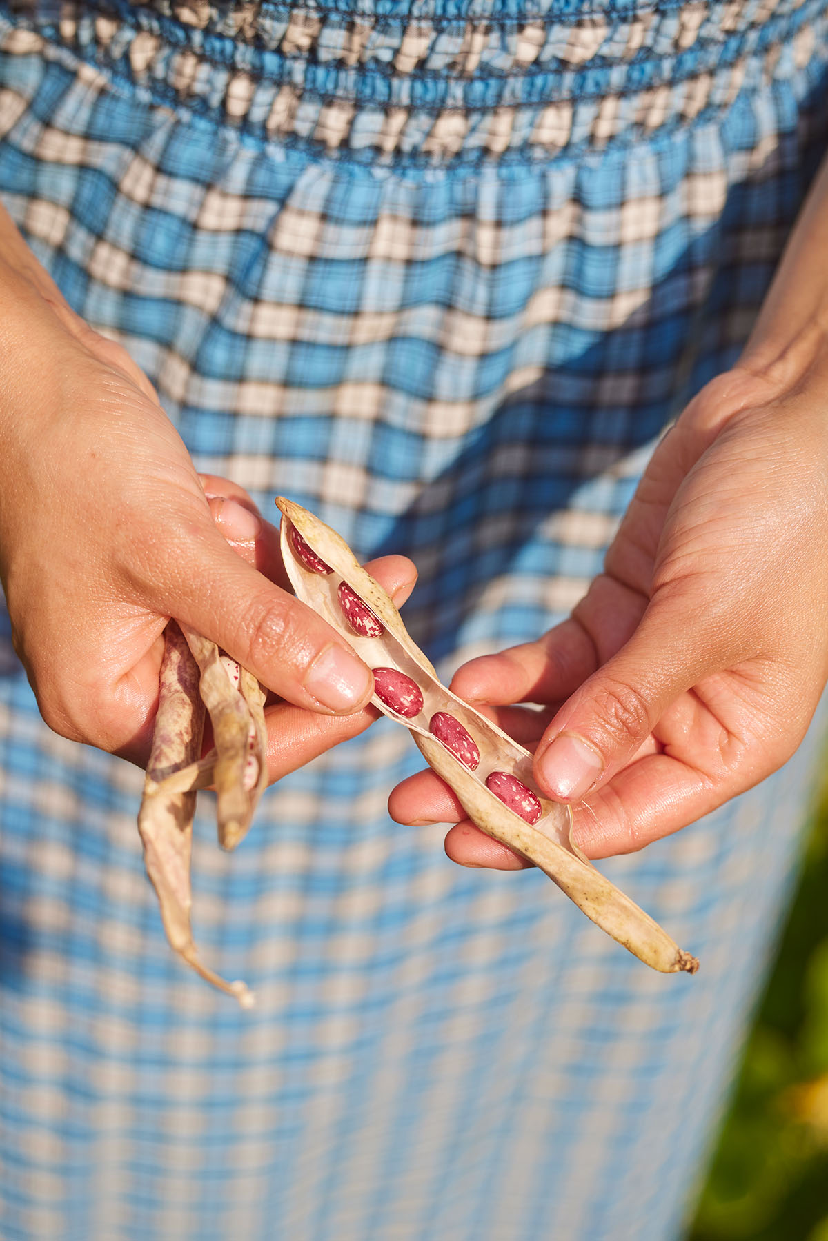 Woman's hands holding a dried bean pod and opening it to show the beans inside.